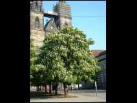 nanip_DSCF0083.JPG