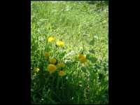 nanip_DSCF0050.JPG