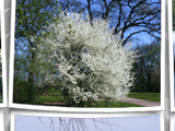 herrenkrug