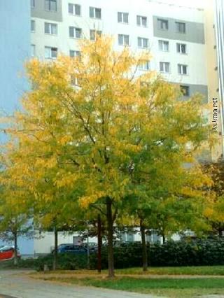 Herbst2005