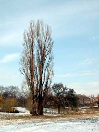 sternbruecke06